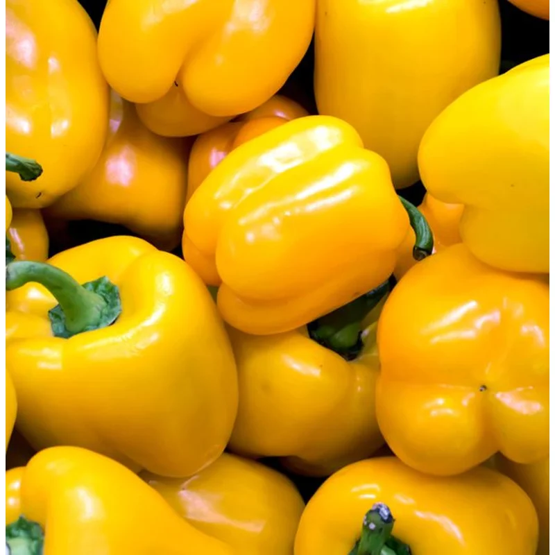 PEPPER CALIFORNIA GOLDEN WONDER – 4″ POT