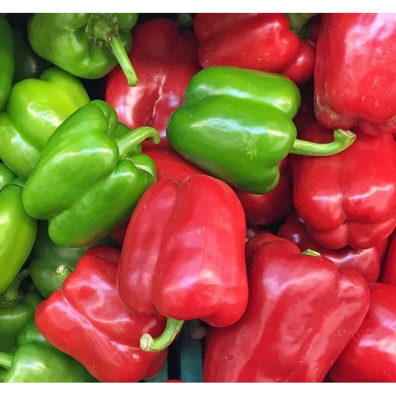 PEPPER CALIFORNIA WONDER – 4″ POT