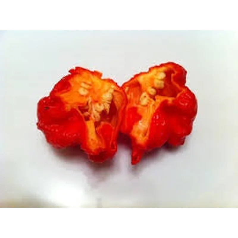 PEPPER CAROLINA REAPER – 4″ POT