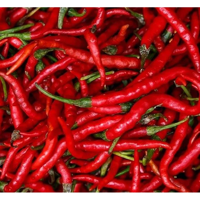 PEPPER CAYENNE LONG SLIM – 4″ POT