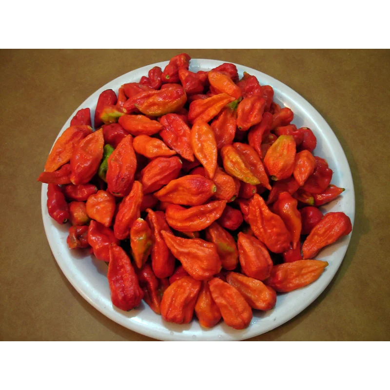 PEPPER GHOST (BHUT JOLOKIA) – 4″ POT