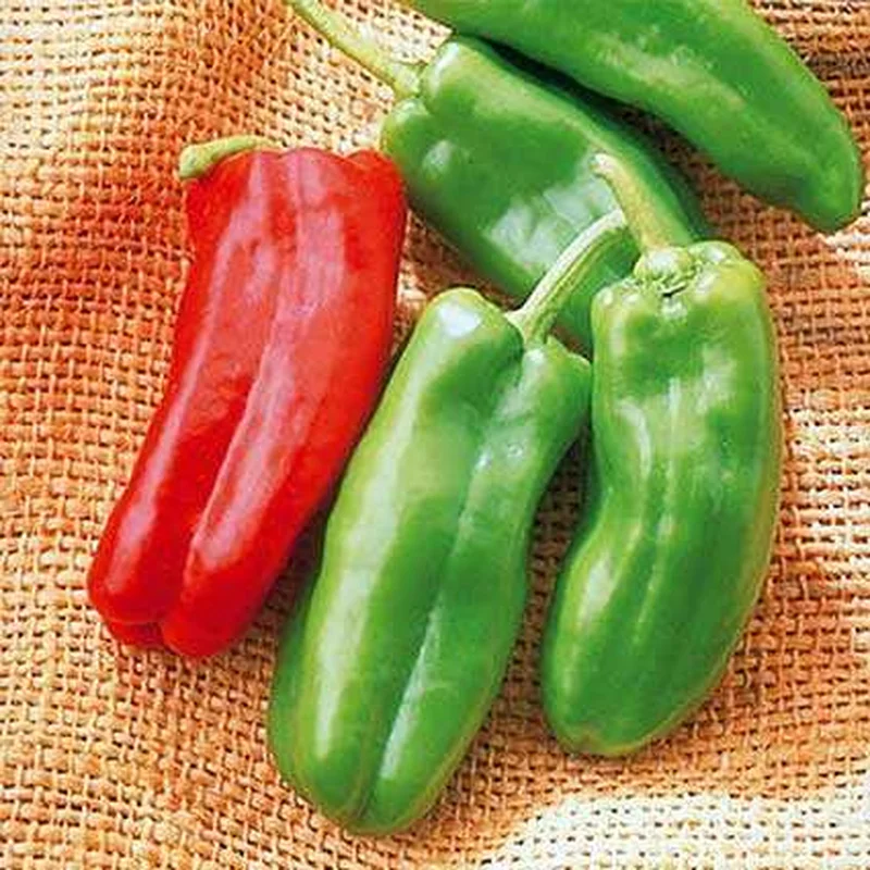 PEPPER GIANT MARCONI – 4″ POT