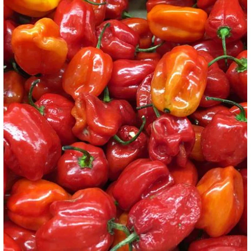 PEPPER HABANERO – 4″ POT