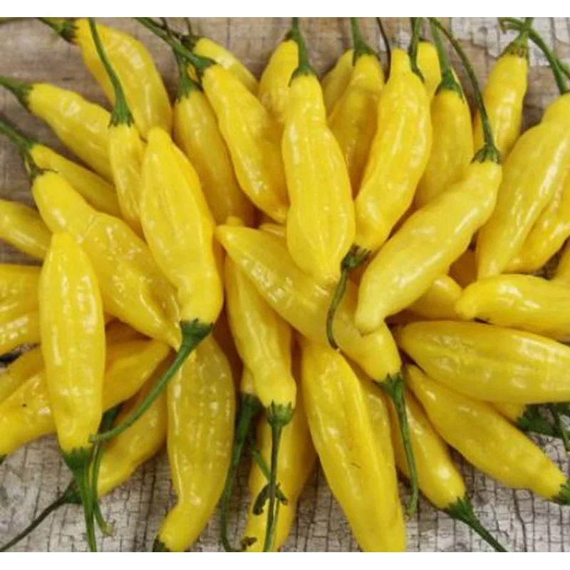PEPPER LEMON DROP – 4″ POT