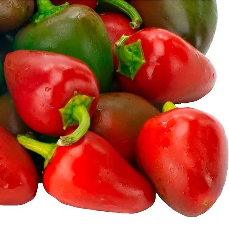 PEPPER PIMIENTO ELITE – 4″ POT