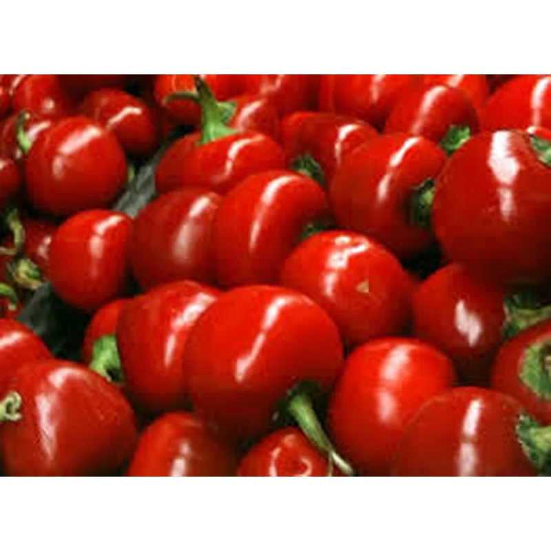 PEPPER RED CHERRY PICK – 4″ POT