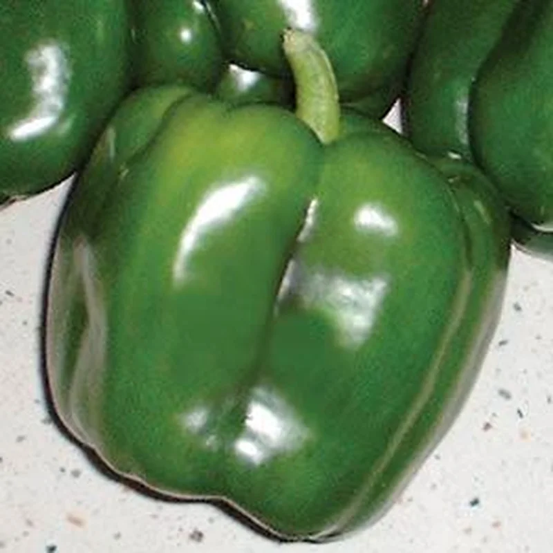PEPPER REVOLUTION – FLAT OF 32 PLANTS