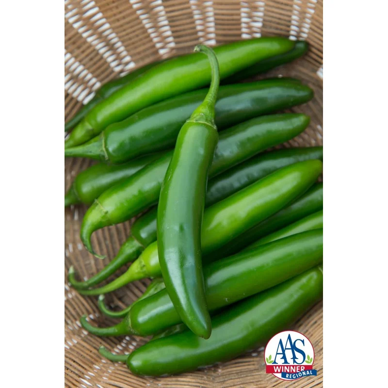 PEPPER SERRANO FLAMING JADE – 4″ POT