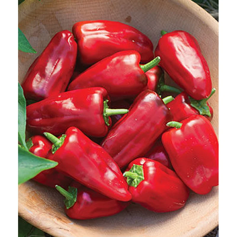 PEPPER SWEET HEAT – 4″ POT
