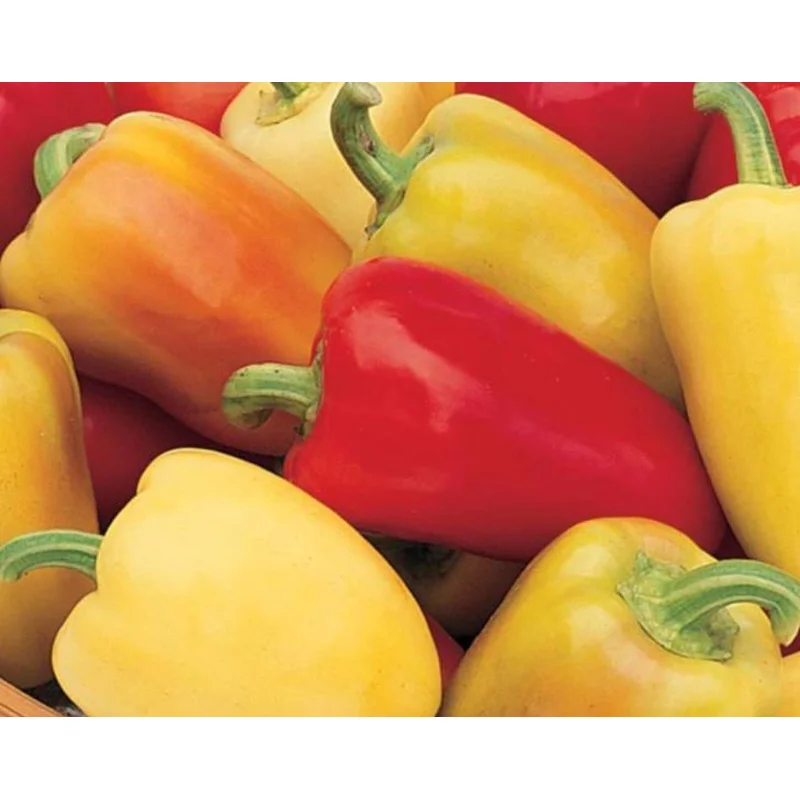 PEPPER SWEET ROMANIAN – FLAT OF 32 PLANTS