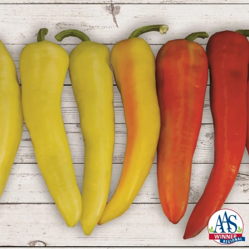 PEPPER SWEET SUNSET BANANA – 4″ POT