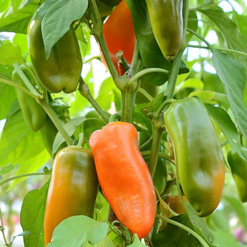 PEPPER SWEETIE ORANGE – 4″ POT
