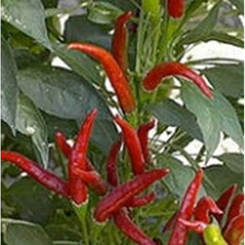 PEPPER THAI HOT CULINARY – 4″ POT