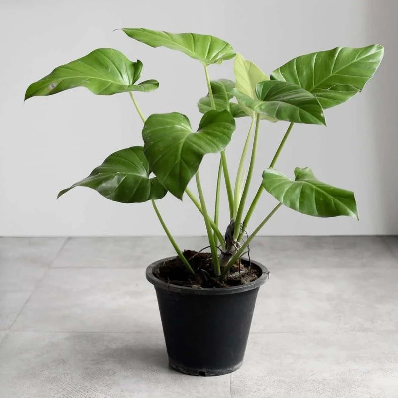 PHILODENDRON GIGANTEUM