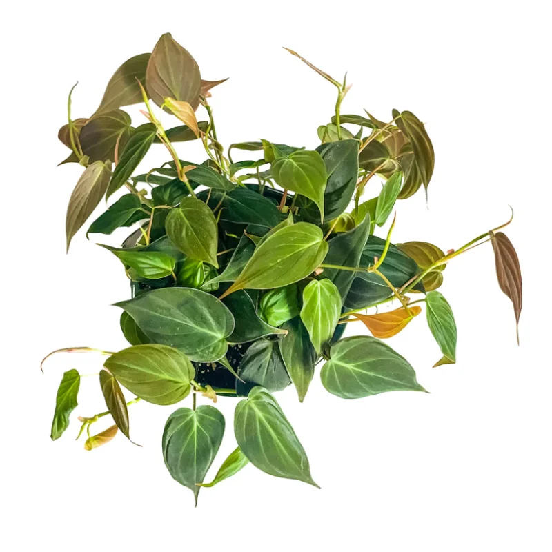 PHILODENDRON MICANS