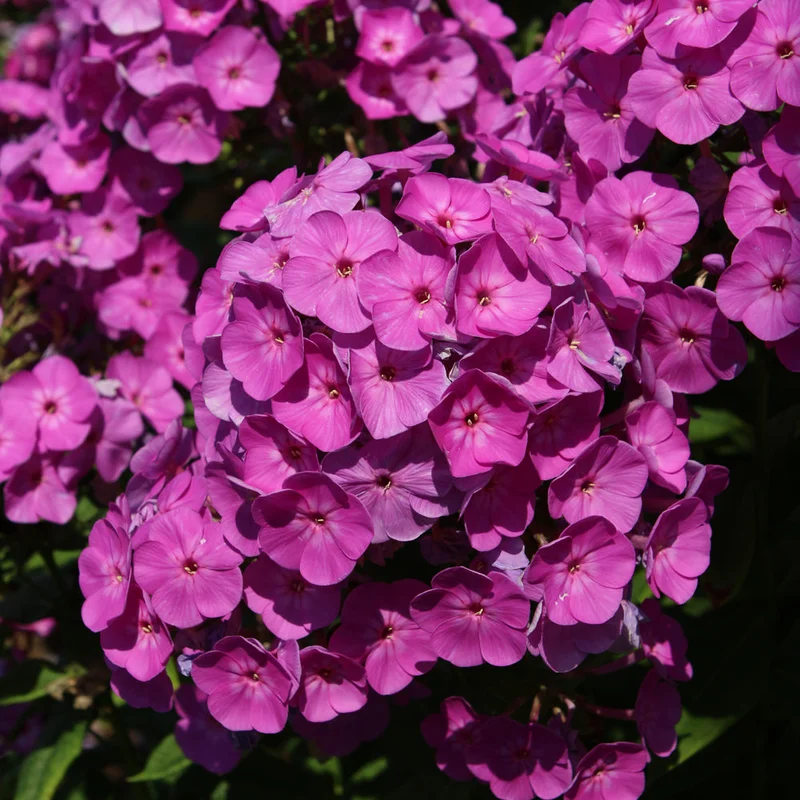 PHLOX COVER GIRL