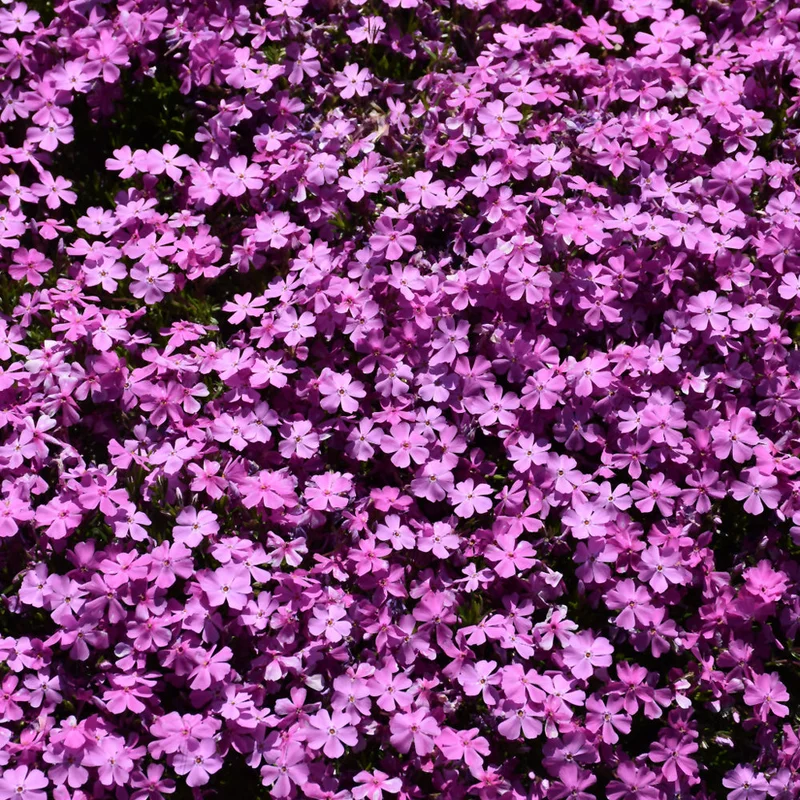 PHLOX EMERALD PINK