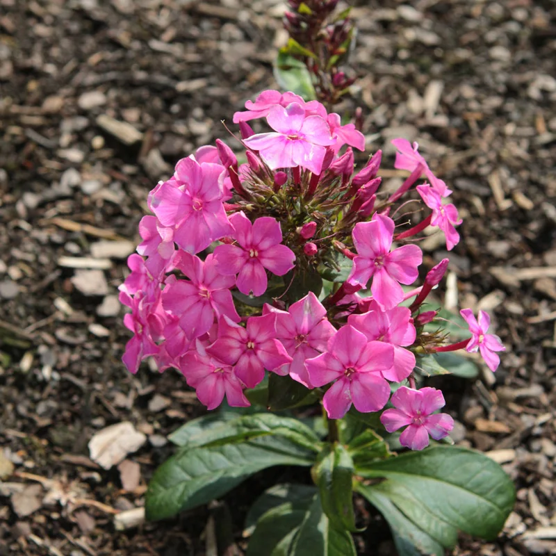 PHLOX LUMINARY PINK LIGHTNING