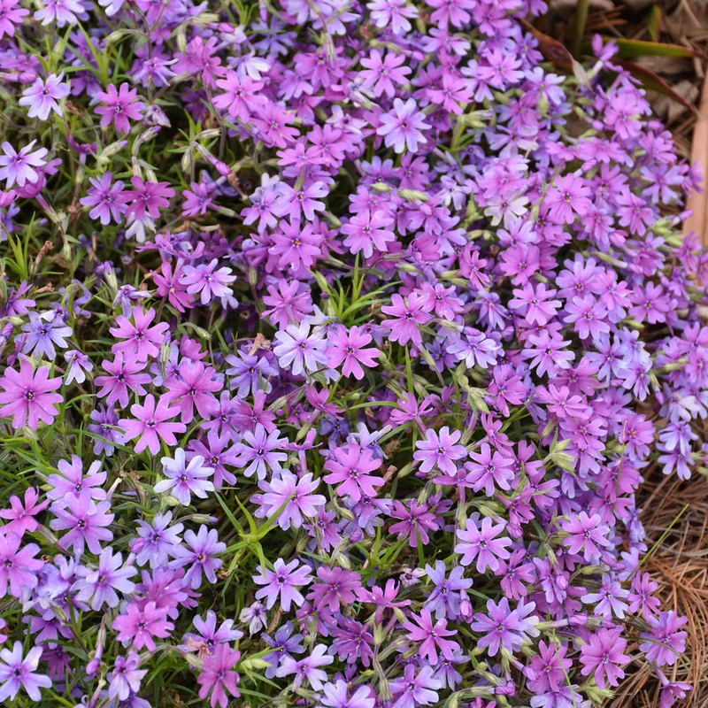 PHLOX ROCKY ROAD GRAPE
