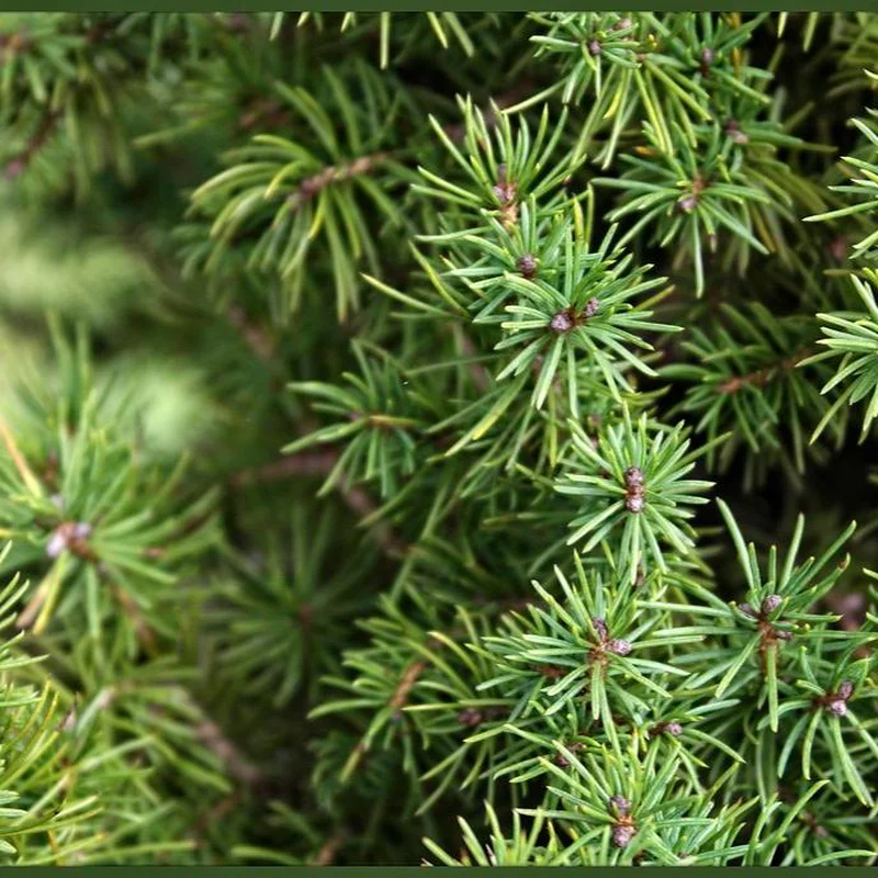 Picea glauca Perfecta X-masC3, golden pot