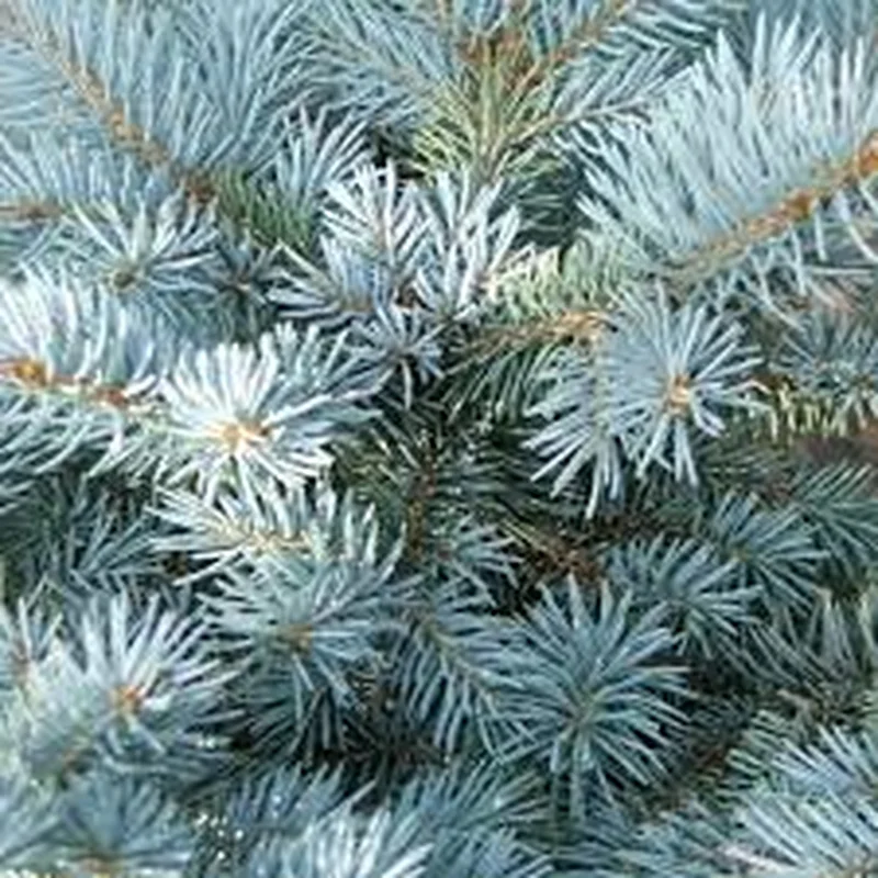 Picea pungens Super Blue80-90 CM C10
