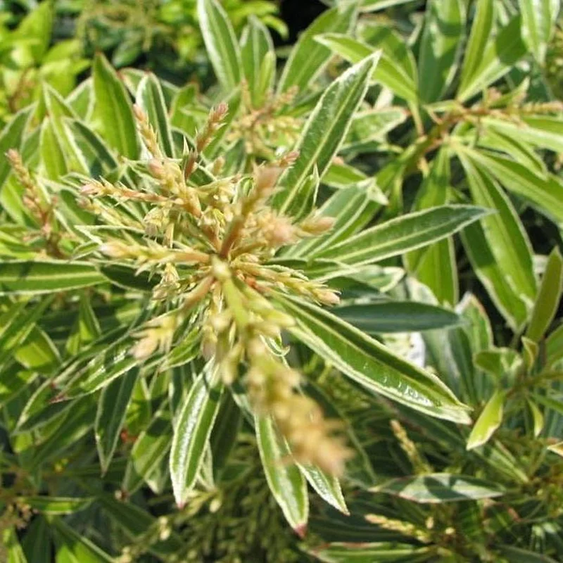 Pieris Flaming Silver20-30 CM C2