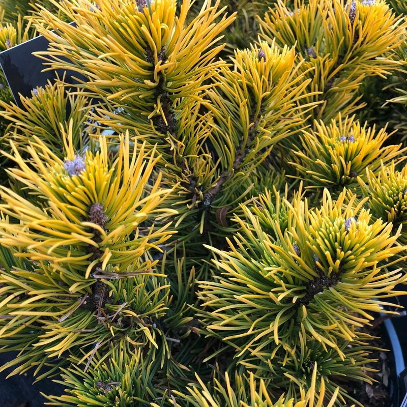 Pinus mugo Carstens Wintergold25-30 CM C5