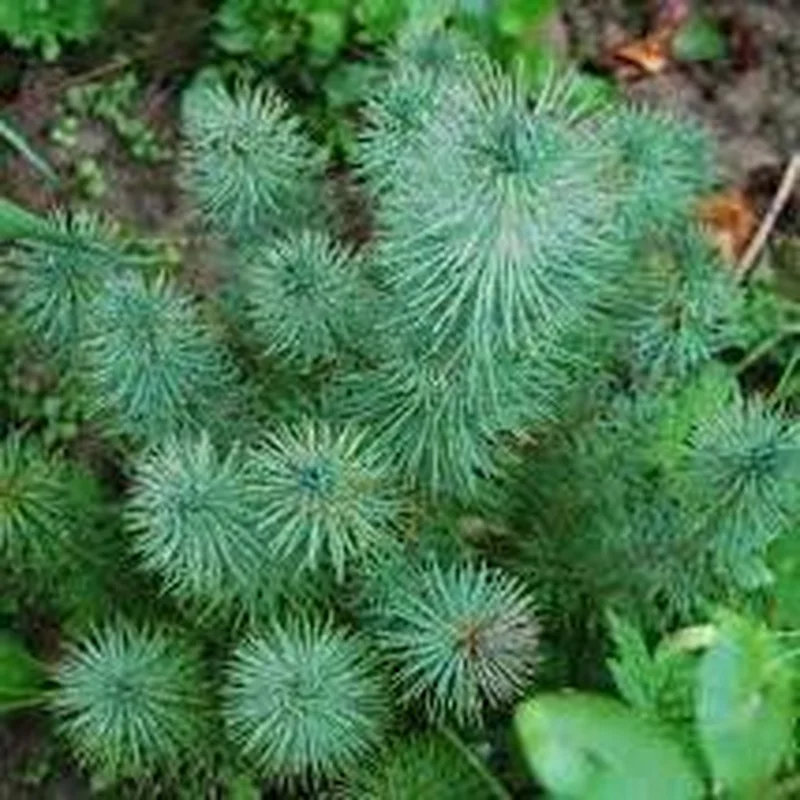 Pinus pinea Silvercrest2 Ltr pot