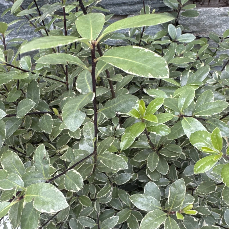 PITTOSPORUM Silver Ball Ball