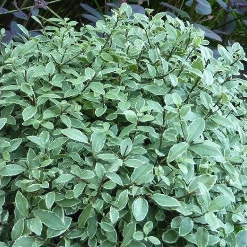 Pittosporum ten. Silver Ball3 Ltr pot
