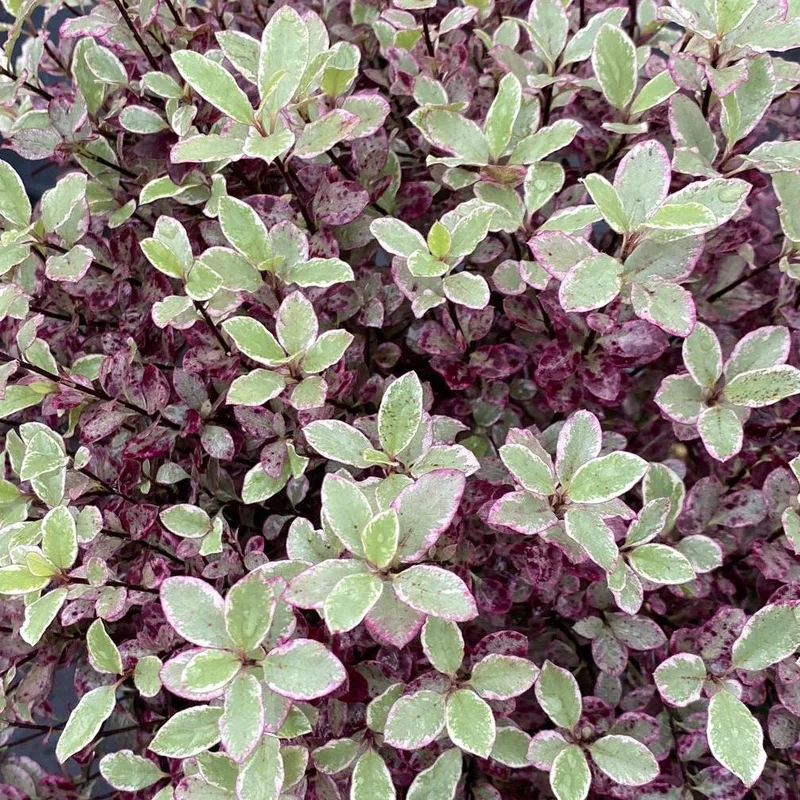 PITTOSPORUM tenu.Bannow Bay7.5L