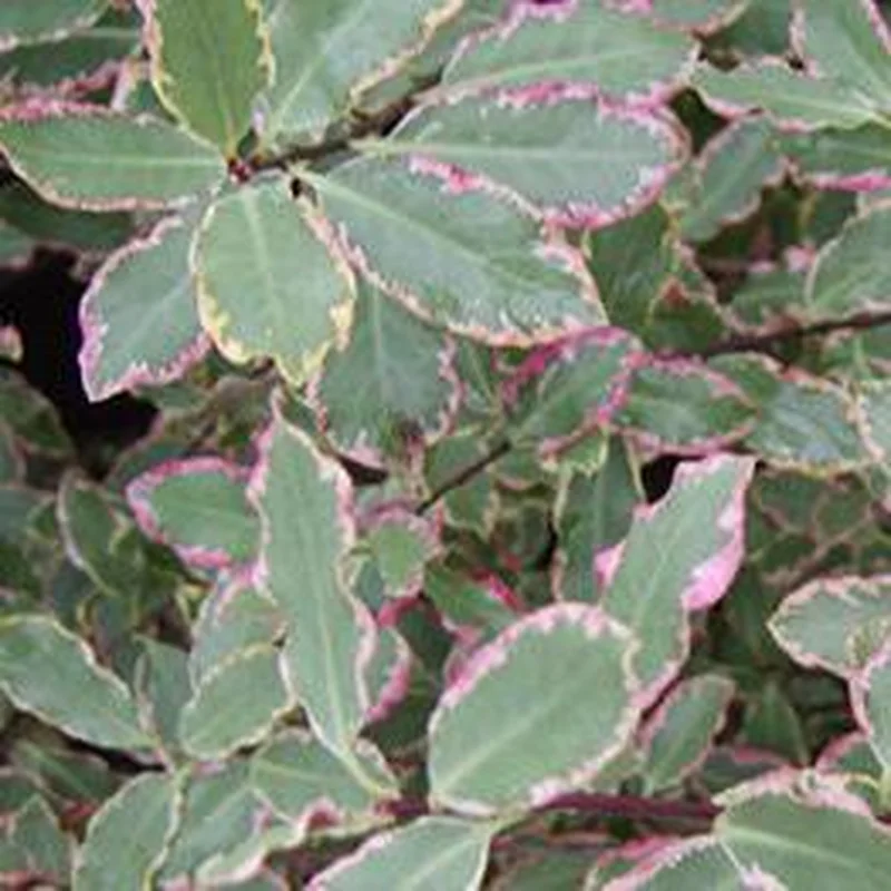 PITTOSPORUM tenui.Elizabeth