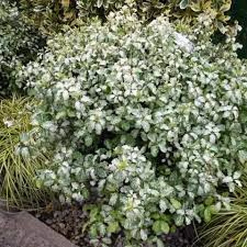 PITTOSPORUM tenui.Irene Patterson30/40 3L