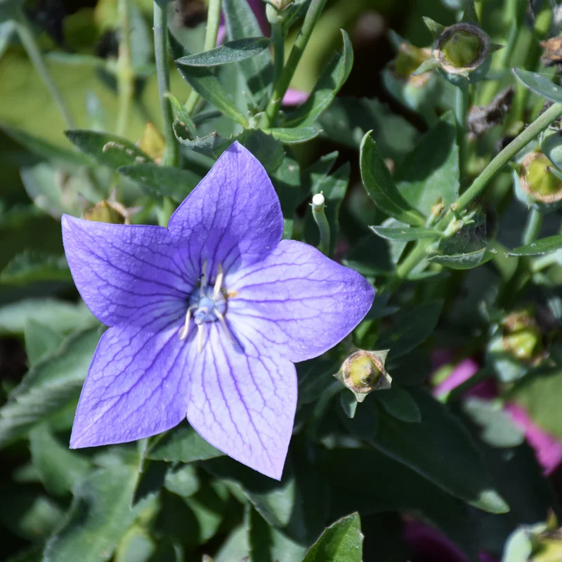PLATYCODON TWINKLE BLUE