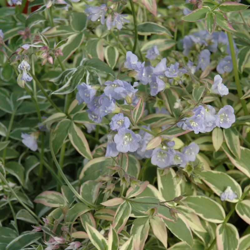 POLEMONIUM TOUCH OF CLASS