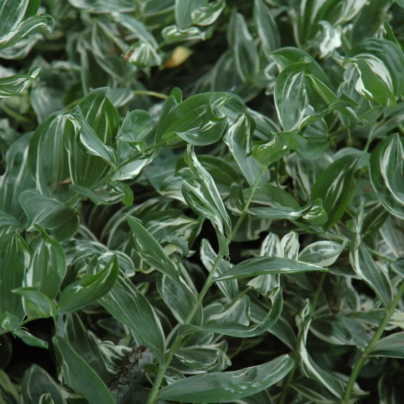 POLYGONATUM VARIEGATUM
