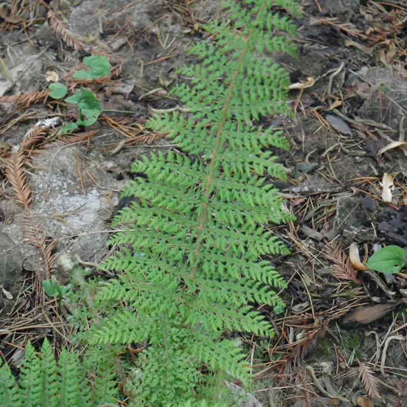 POLYSTICHUM HERRENHAUSEN