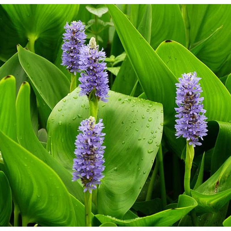 Pontederia Cordata (Purple Pickerel Rush)