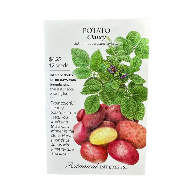 Potato Clancy hybrid
