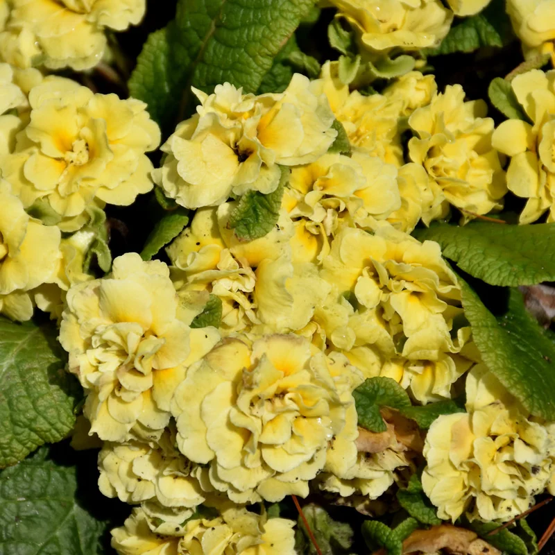 PRIMULA BELARINA BUTTERCUP