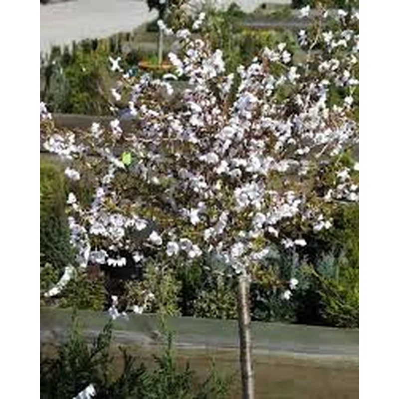 PRUNUS INCISA KUJOU-NO-MAI