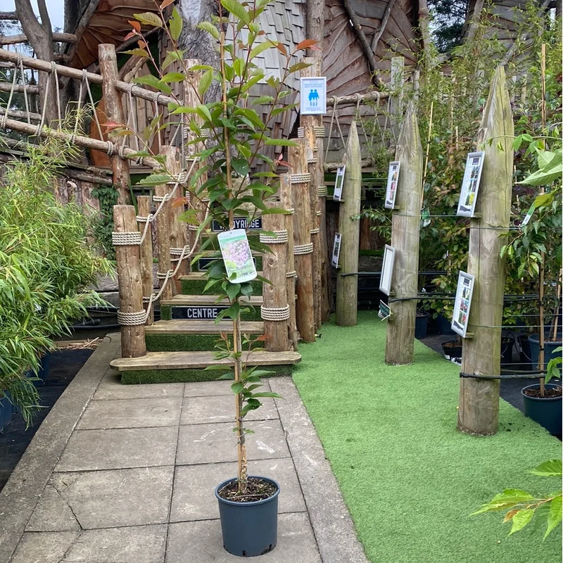 Prunus Kanzan