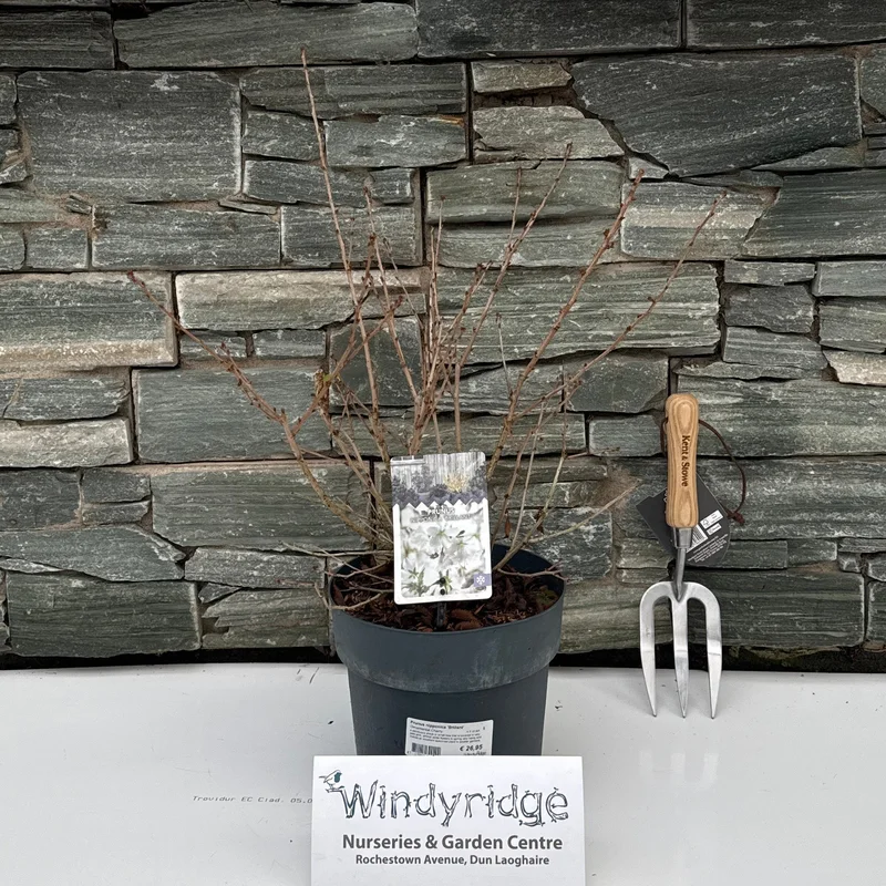 Prunus nipponica Brillant4.5 Ltr pot