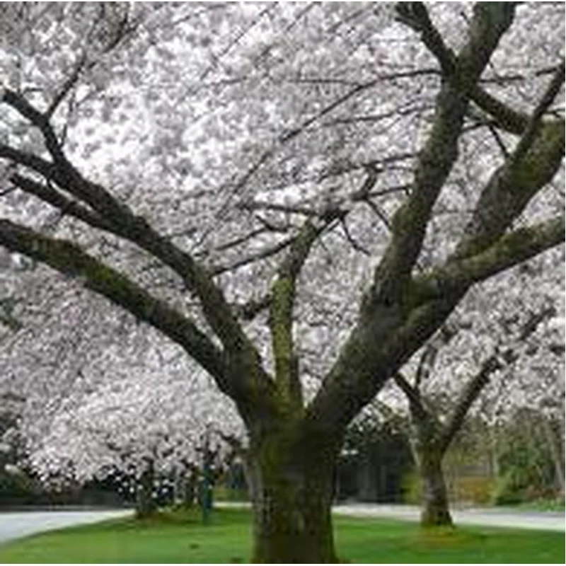 PRUNUS S. SHIROFUGEN