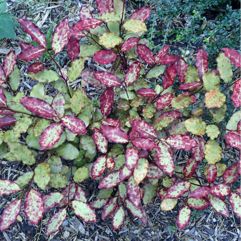 Pseudowintera colorata