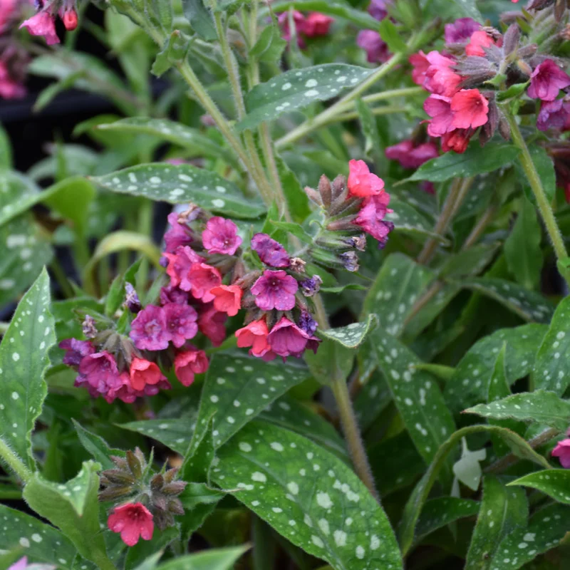 PULMONARIA LISA MARIE