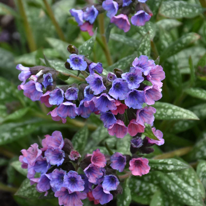 PULMONARIA PRETTY IN PINK