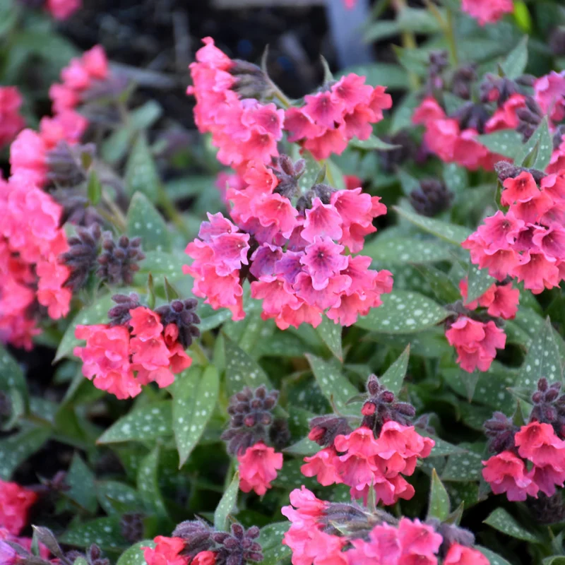 PULMONARIA SHRIMPS ON THE BARBIE