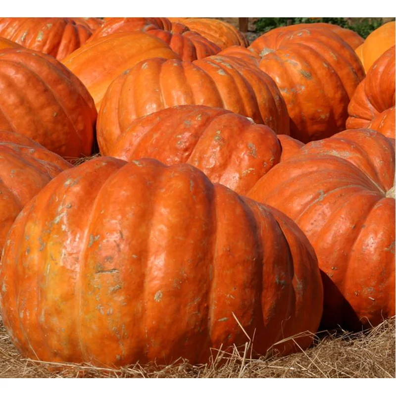 PUMPKIN ATLANTIC GIANT – 4″ POT
