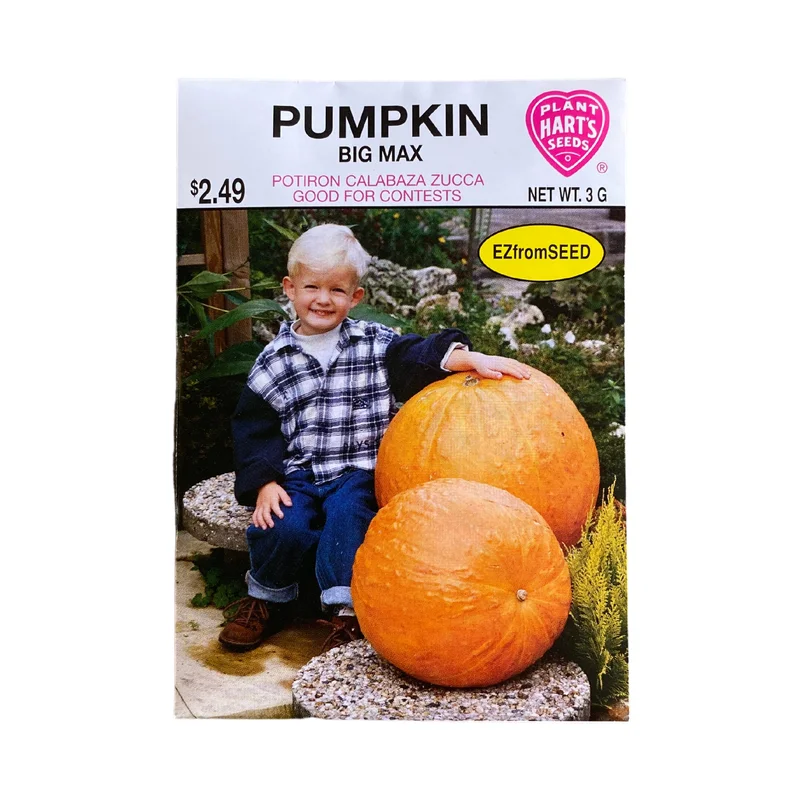 Pumpkin Big Max